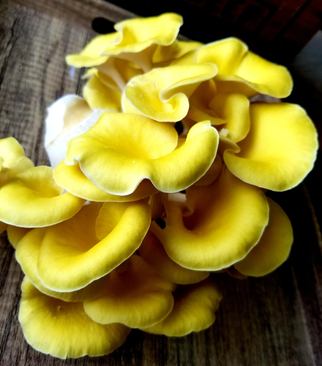 Oyster Mushrooms: A Family of Their Own