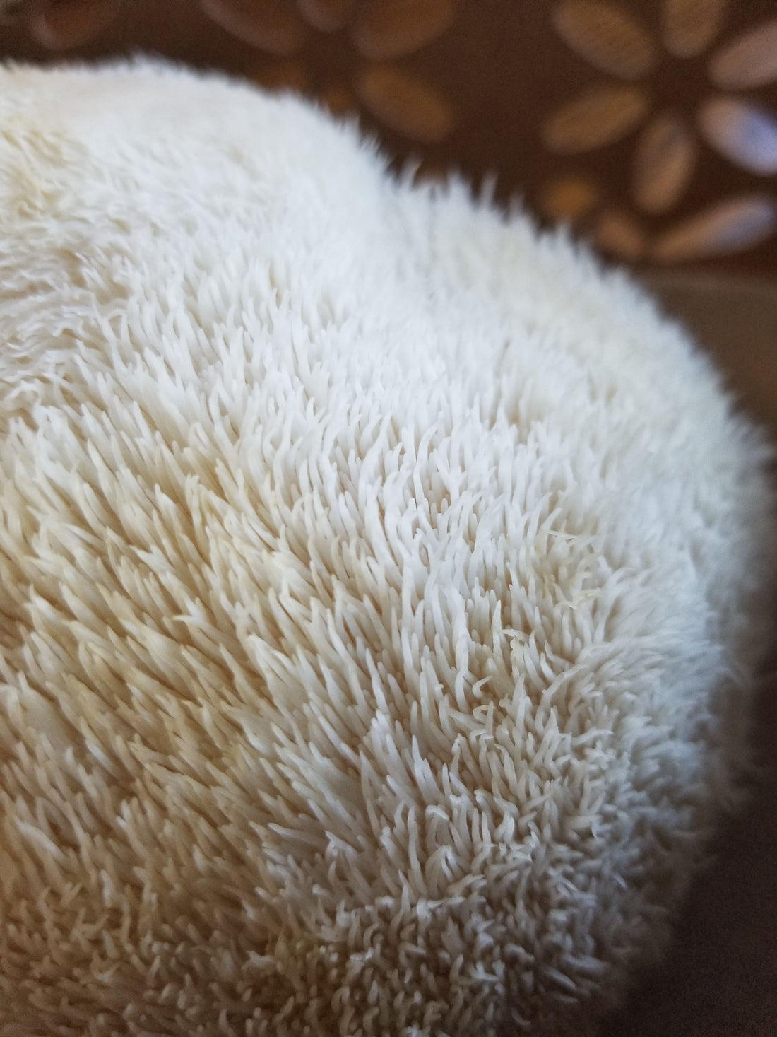 Fresh Lion's Mane mushroom on a wooden surface — available at The Shroomeister