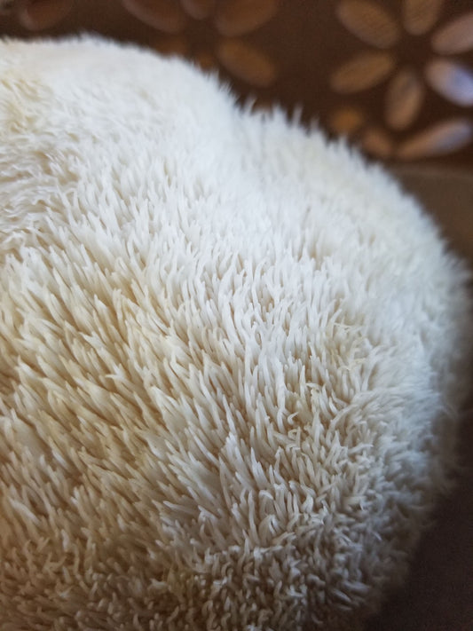 Fresh Lion's Mane mushroom on a wooden surface — available at The Shroomeister