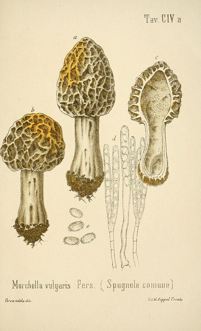 Vintage botanical illustration of Morchella vulgaris morel mushrooms by Giacomo Bresadola, c. 1899