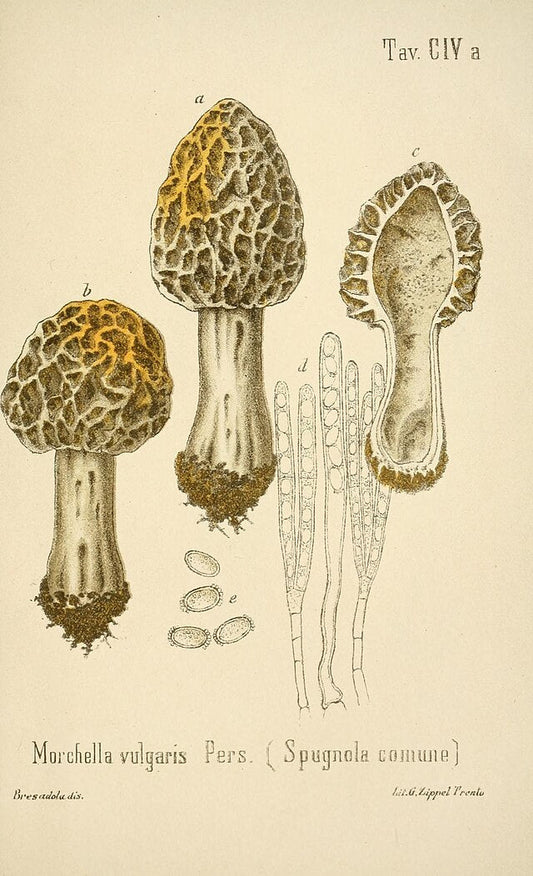 Vintage botanical illustration of Morchella vulgaris morel mushrooms by Giacomo Bresadola, c. 1899