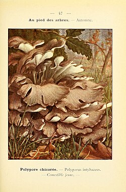 Vintage French mycological illustration of Hen of the Woods (Grifola frondosa) — Polypore chicorée, from Nouvel Atlas de Poche des Champignons