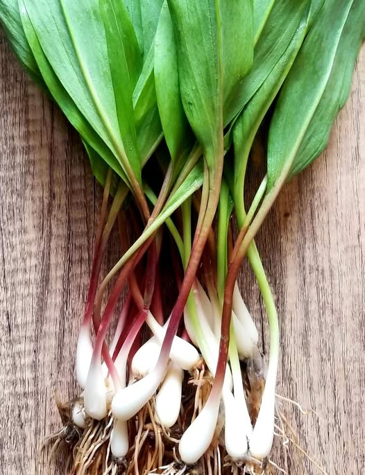 Fresh wild ramps with white bulbs, red stems, and broad green leaves laid on a wooden surface