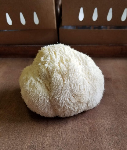 A cluster of fresh Lion's Mane mushroom with a brown background.